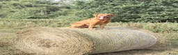 Labrador Retriever dogs for stud: Fox Red Labrador Retriever Stud – Bailey - Advert 1