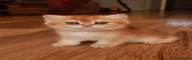 British Shorthair Kitten 1