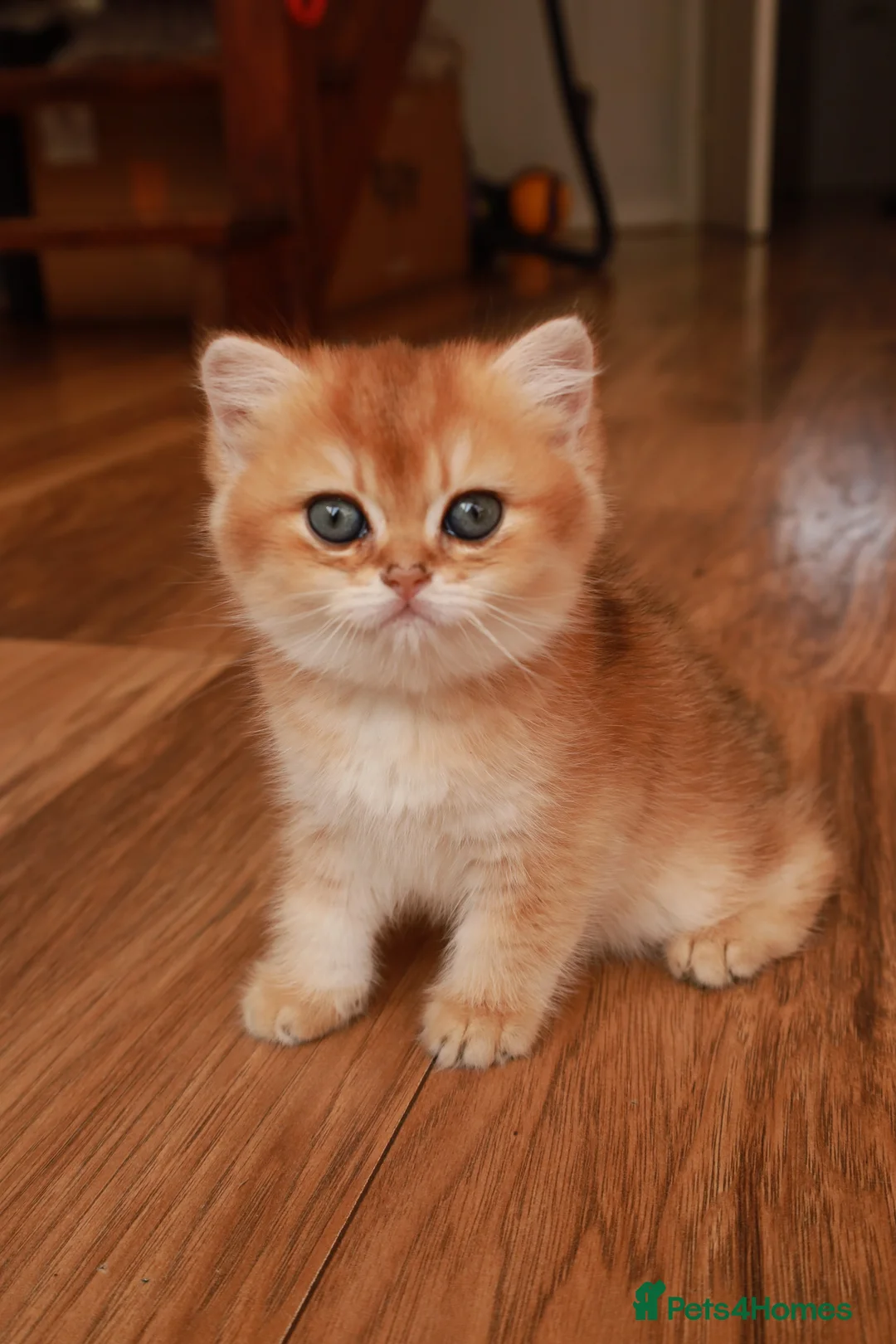 British Shorthair cats for sale: BSH GOLDEN CHOCOLATE GIRL  - Advert 9