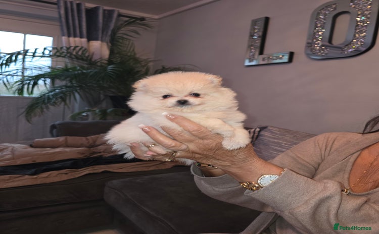 Pomeranian dogs - Advert 2