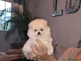 Pomeranian dogs - Advert 14