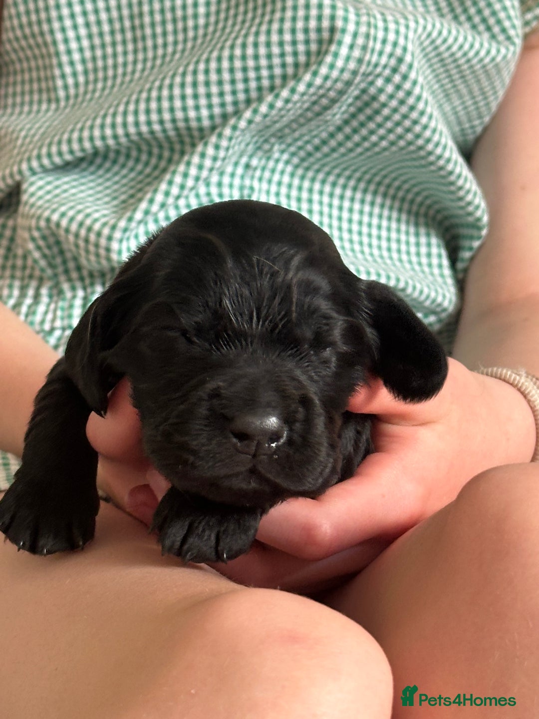 Cocker Spaniel dogs for sale: Beautiful Cocker Spaniel Puppies - Image 12