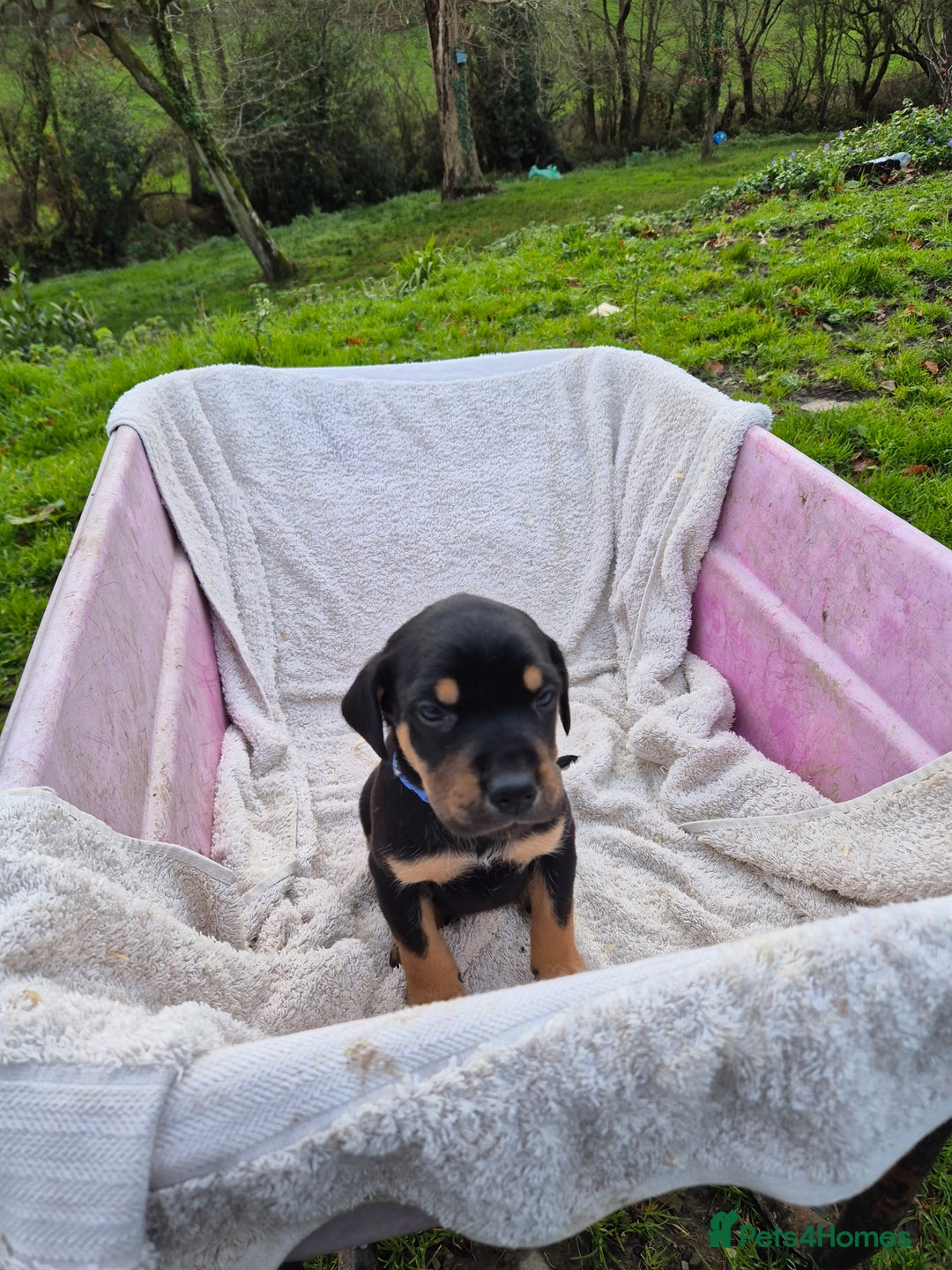 Mixed Breed dogs for sale: Huntaway x collie pups - Advert 7