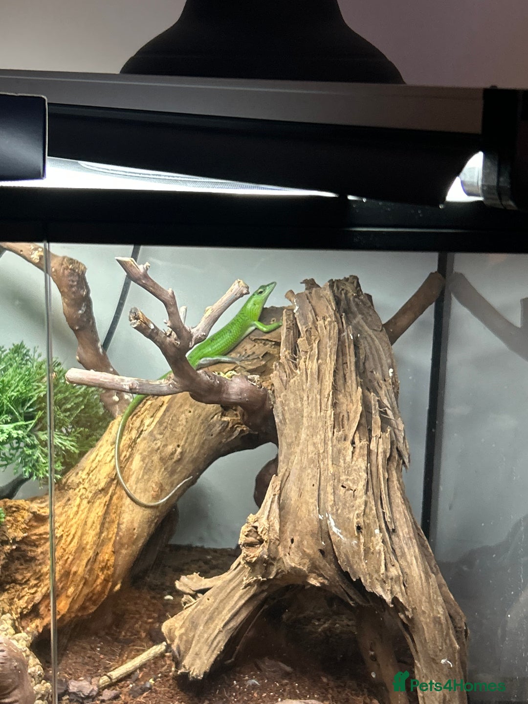 Skink reptiles for sale: Tree skinks & full setup - Image 4