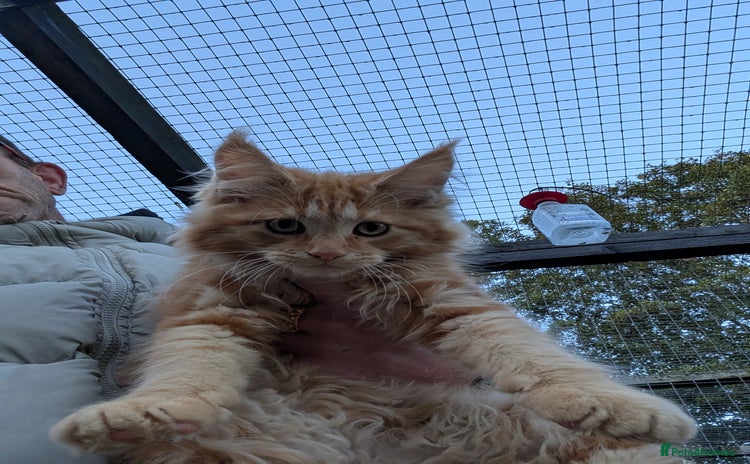 Maine Coon cats - Advert 16