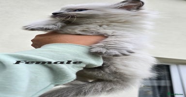 Ragdoll cats - Advert 10