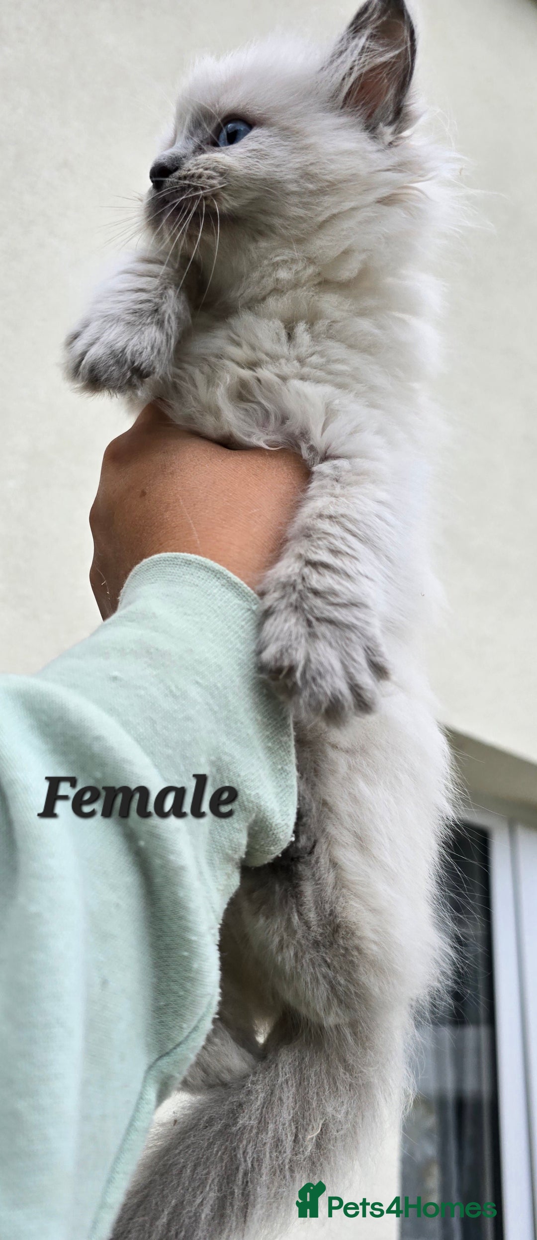 Ragdoll cats for sale: 🐾 Adorable Kittens Ready for Their Forever Homes! - Image 3