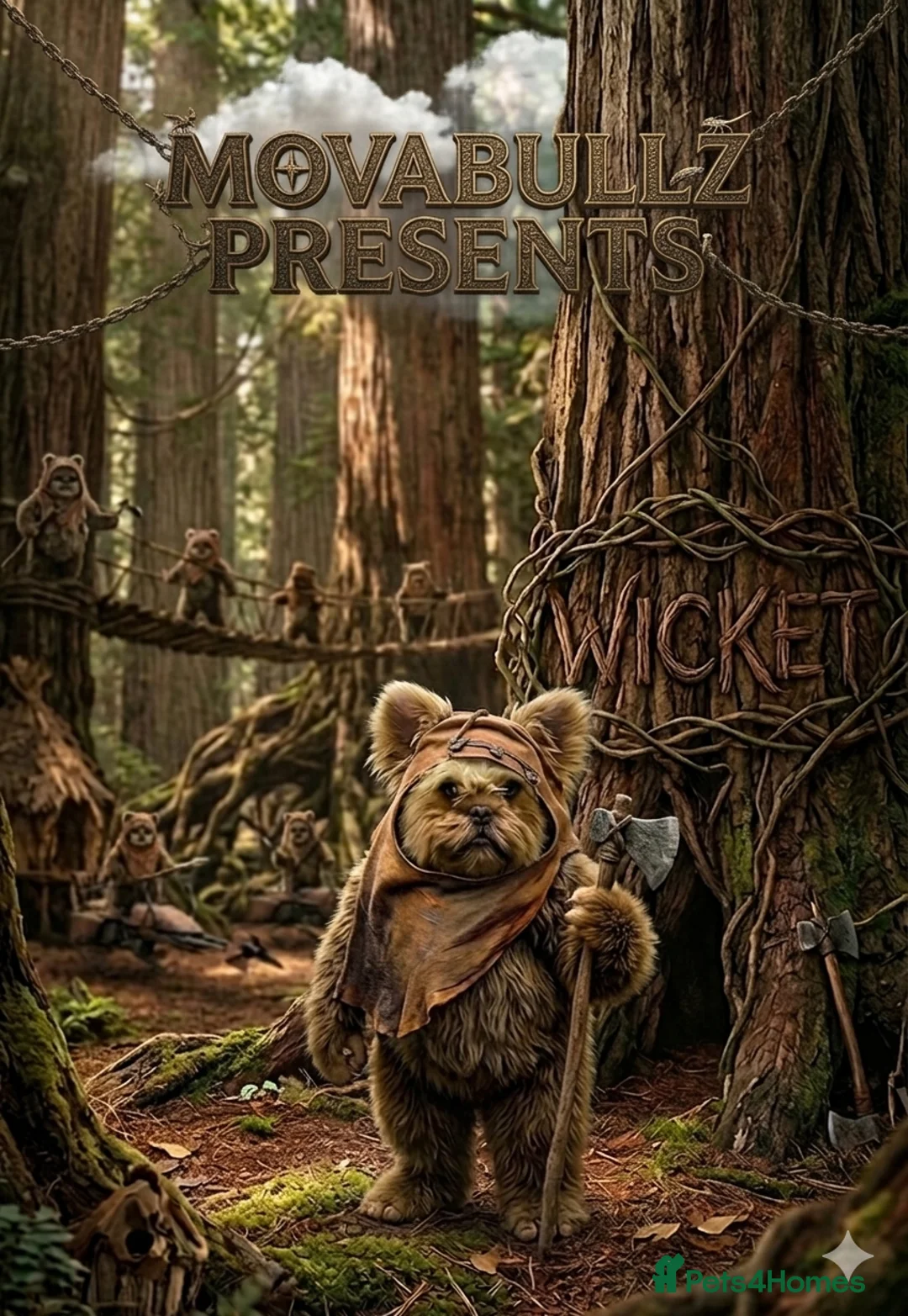 French Bulldog dogs for stud: Floodle stud  - Advert 1