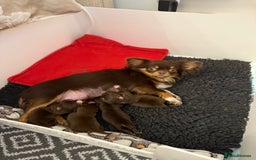 Chihuahua dogs for sale: Rare long haired Chocolate & tan with green eyes  - Image 3