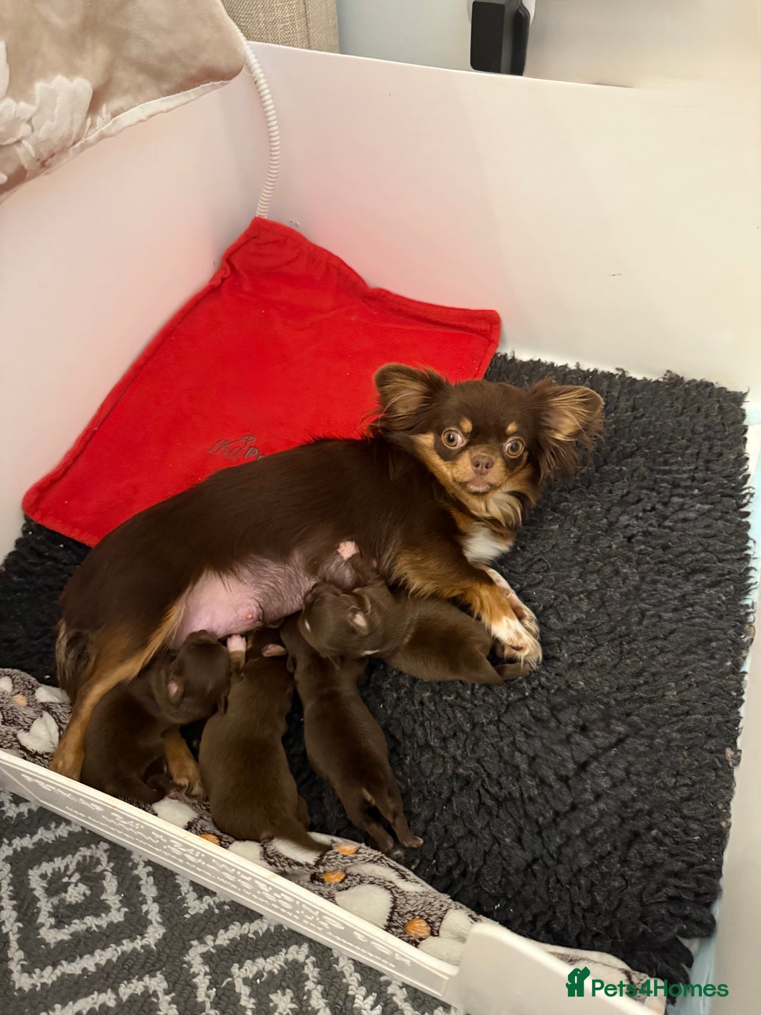 Chihuahua dogs for sale: Rare long haired Chocolate & tan with green eyes  - Image 3