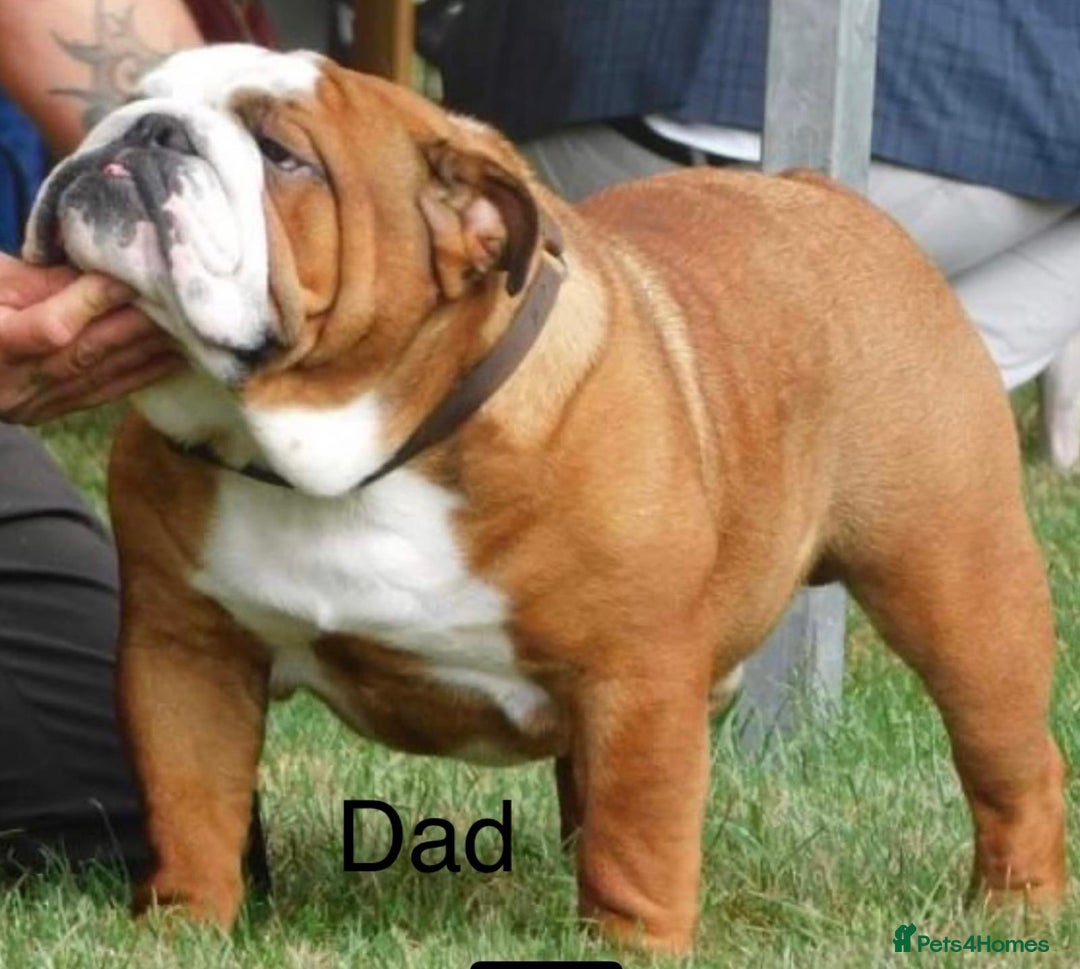 English Bulldog dogs for sale: English Bulldog Puppies🩵🩷 - Advert 2