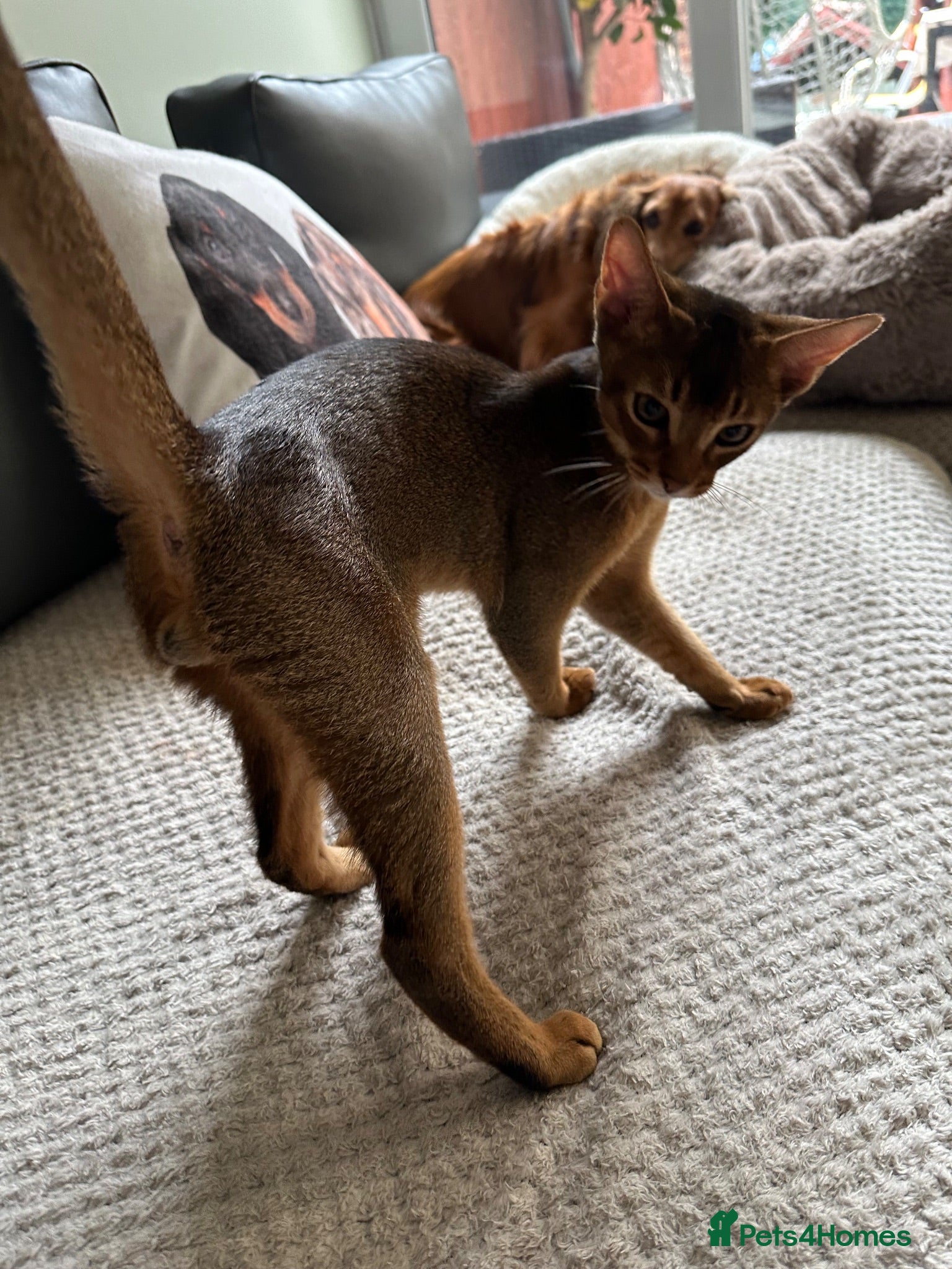 Abyssinian cats Last one boy ready to go🌟 - Advert 11