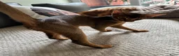 Abyssinian cats for sale: Last one boy ready to go🌟 - Advert 10