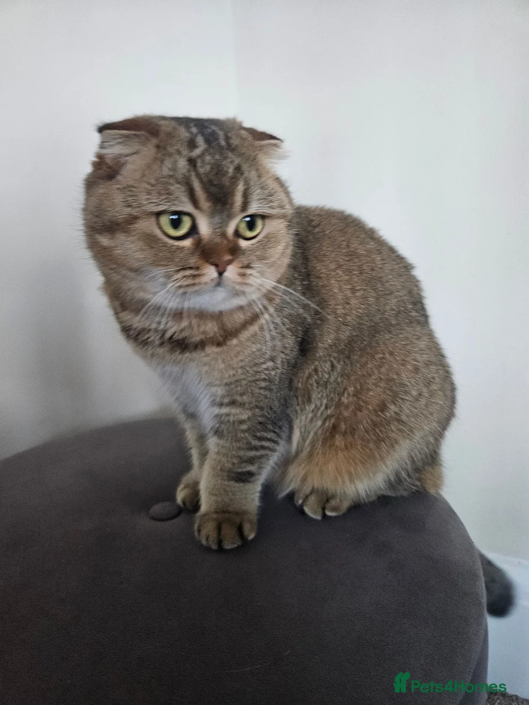 Scottish Fold cats for sale: Beloved Female Scottish Fold Mimi in Ipswich - Advert 2