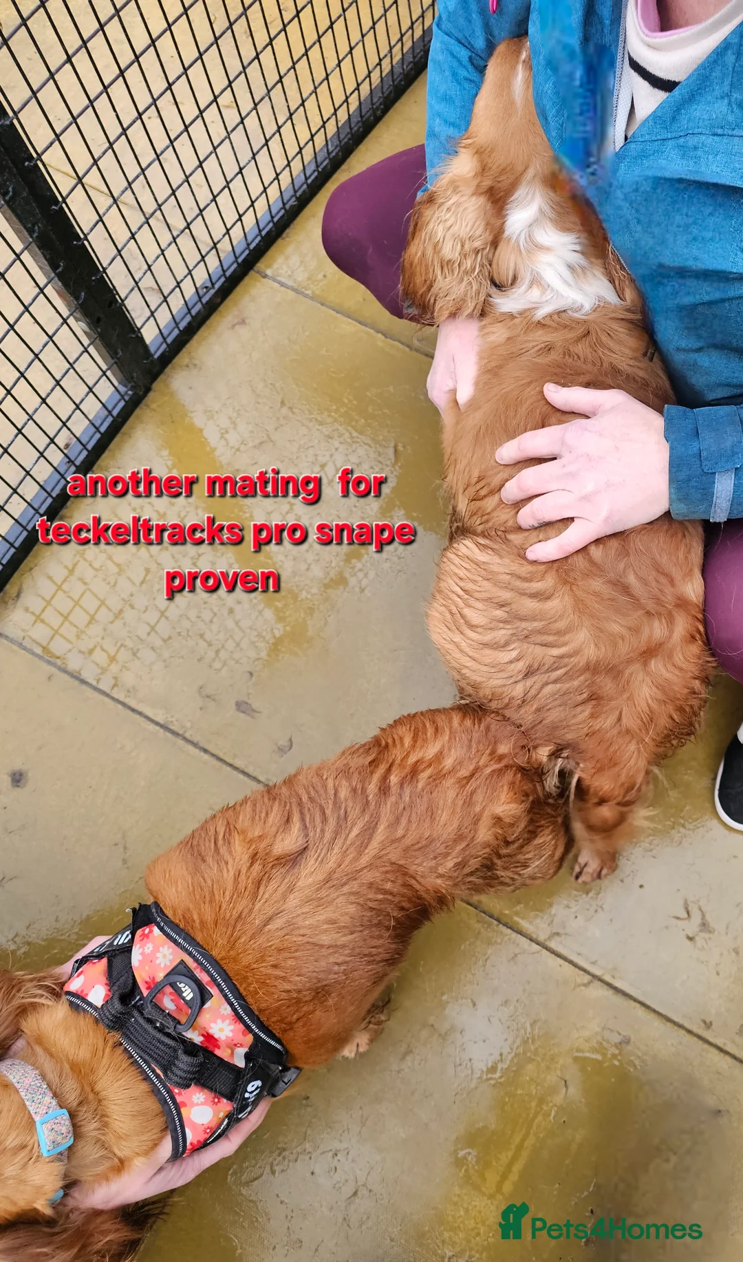 Cocker Spaniel dogs for stud:  Kc registered Cocker spaniel stud - Advert 9