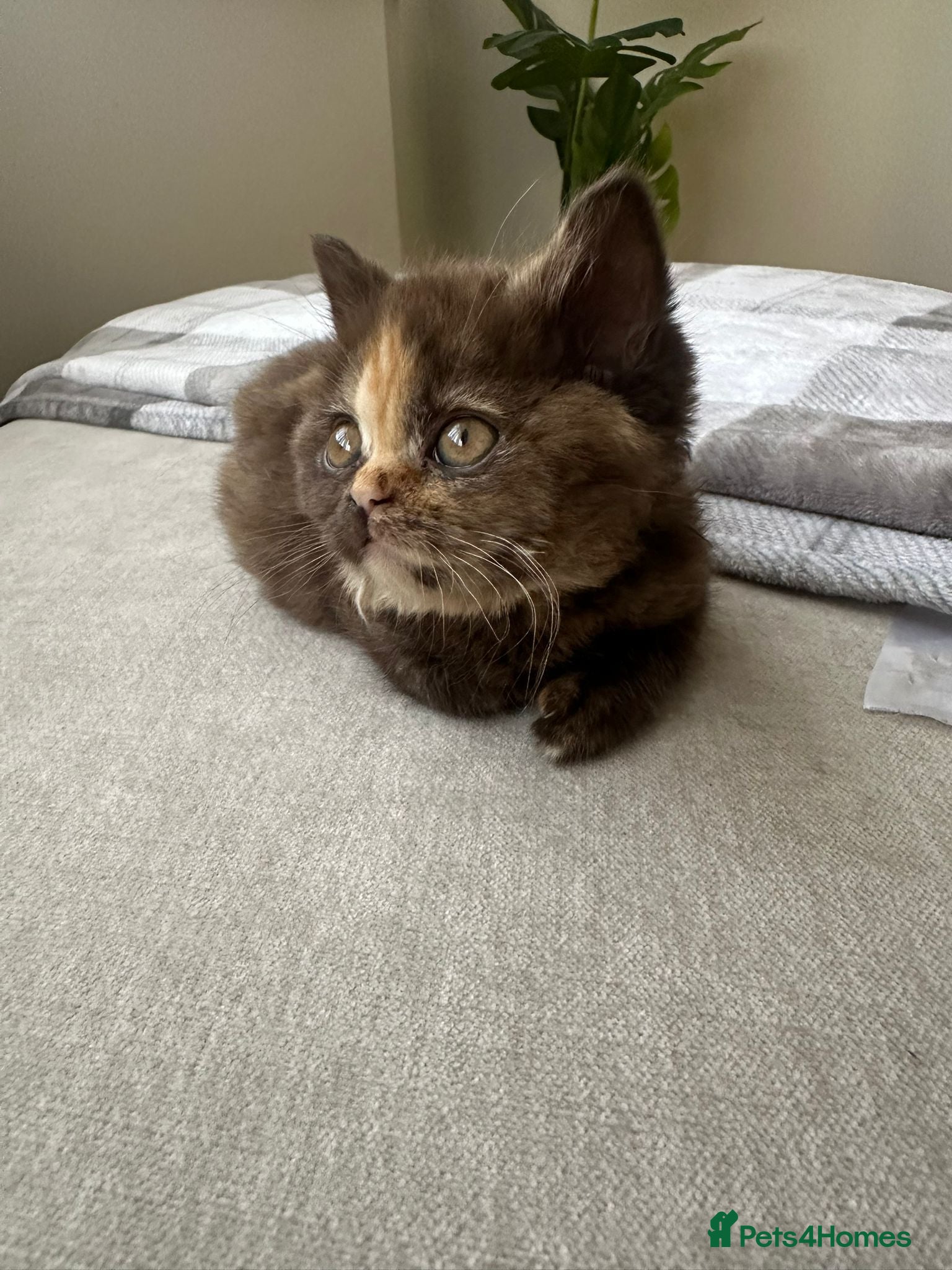 British Shorthair cats 😻Beautiful Chocolate Tortie BSH Kittens😻🎀 - Advert 9