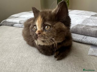 British Shorthair cats 😻Beautiful Chocolate Tortie BSH Kittens😻🎀 - Advert 9