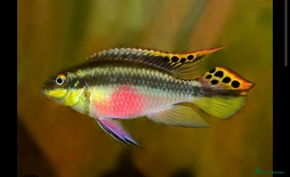 Cichlids fish Rainbow Kribensis  - Advert 3