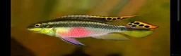 Cichlids fish for sale: Rainbow Kribensis  - Advert 1