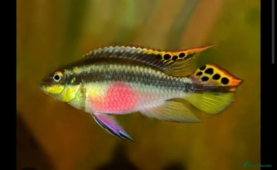 Cichlids fish for sale: Rainbow Kribensis  - Advert 1