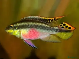 Cichlids fish Rainbow Kribensis - Advert 14