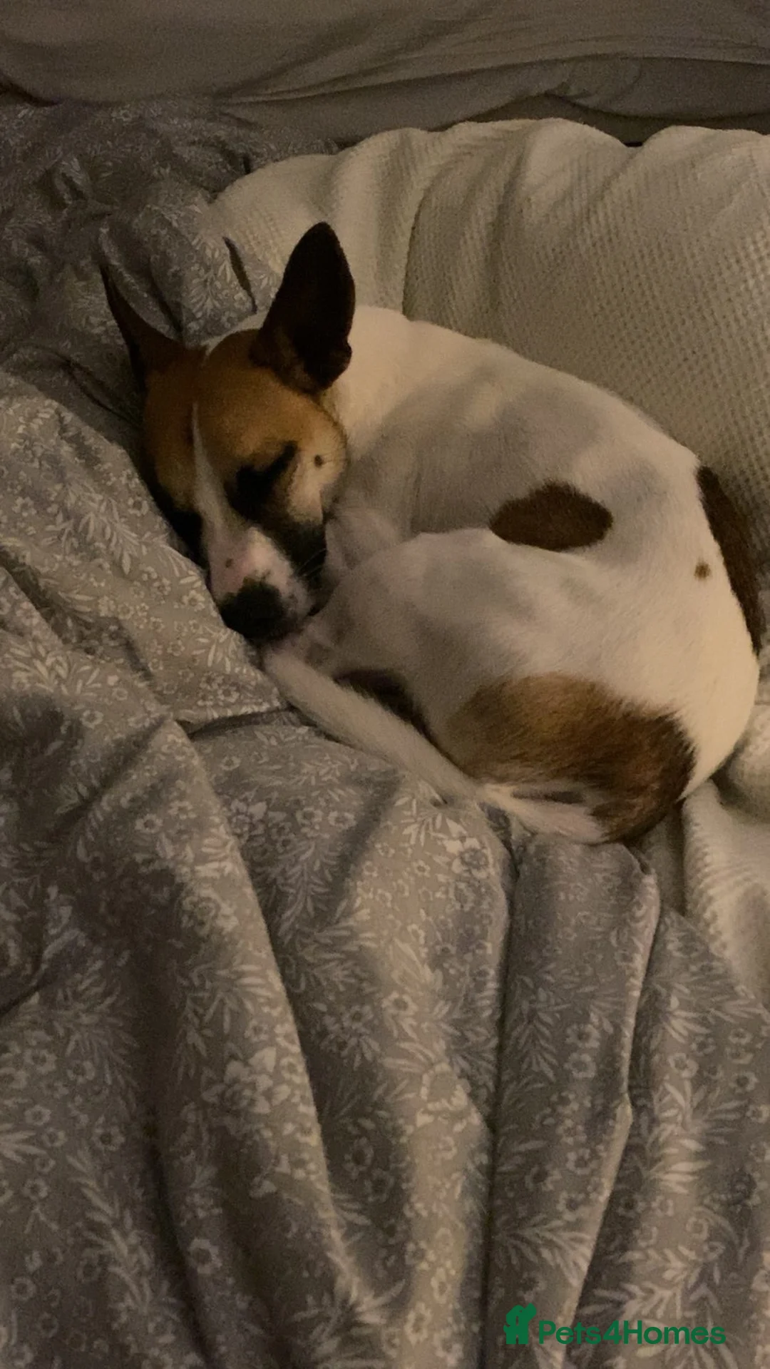 Jack Russell dogs for sale: 1 year old Jack Russel male  - Advert 2