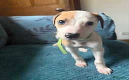 Whippet dogs for sale: 8 WHIPPET PUPPIES   - Image 39