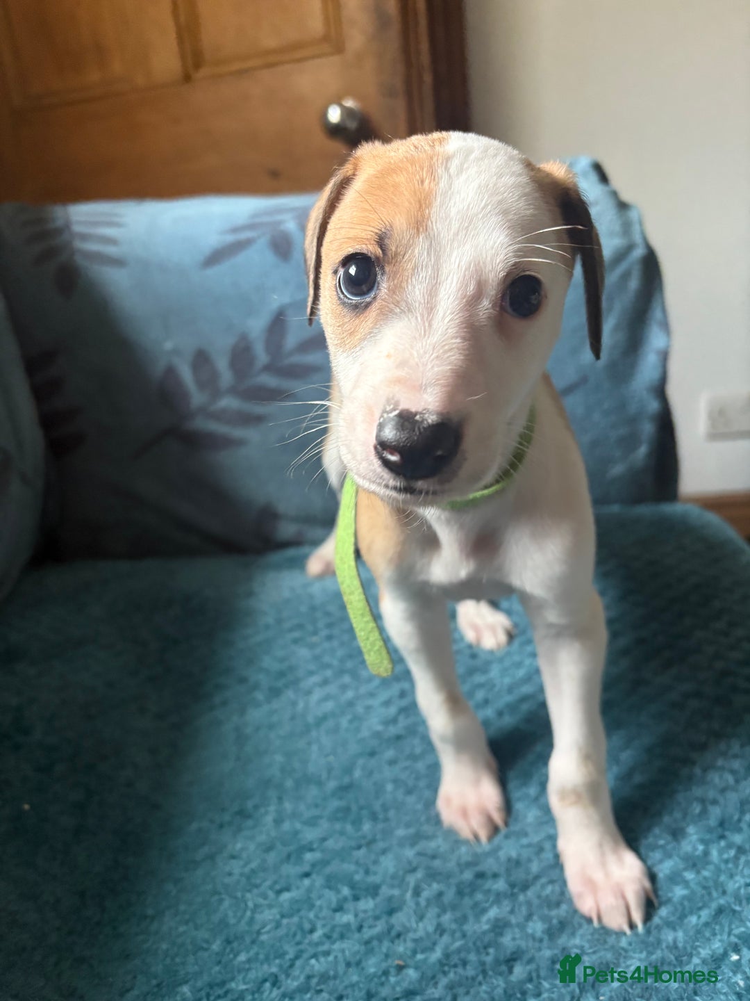 Whippet dogs for sale: 8 WHIPPET PUPPIES   - Image 39