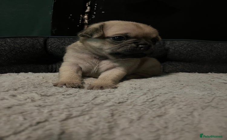 Chug dogs - Advert 1
