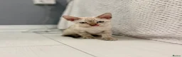 Bengal cats for sale: Beautiful bengal  - Advert 12