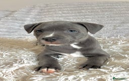 Staffordshire Bull Terrier dogs for sale: 🩵🌸Stunning Staffordshire Bull Terrier female🌸🩵 - Image 3