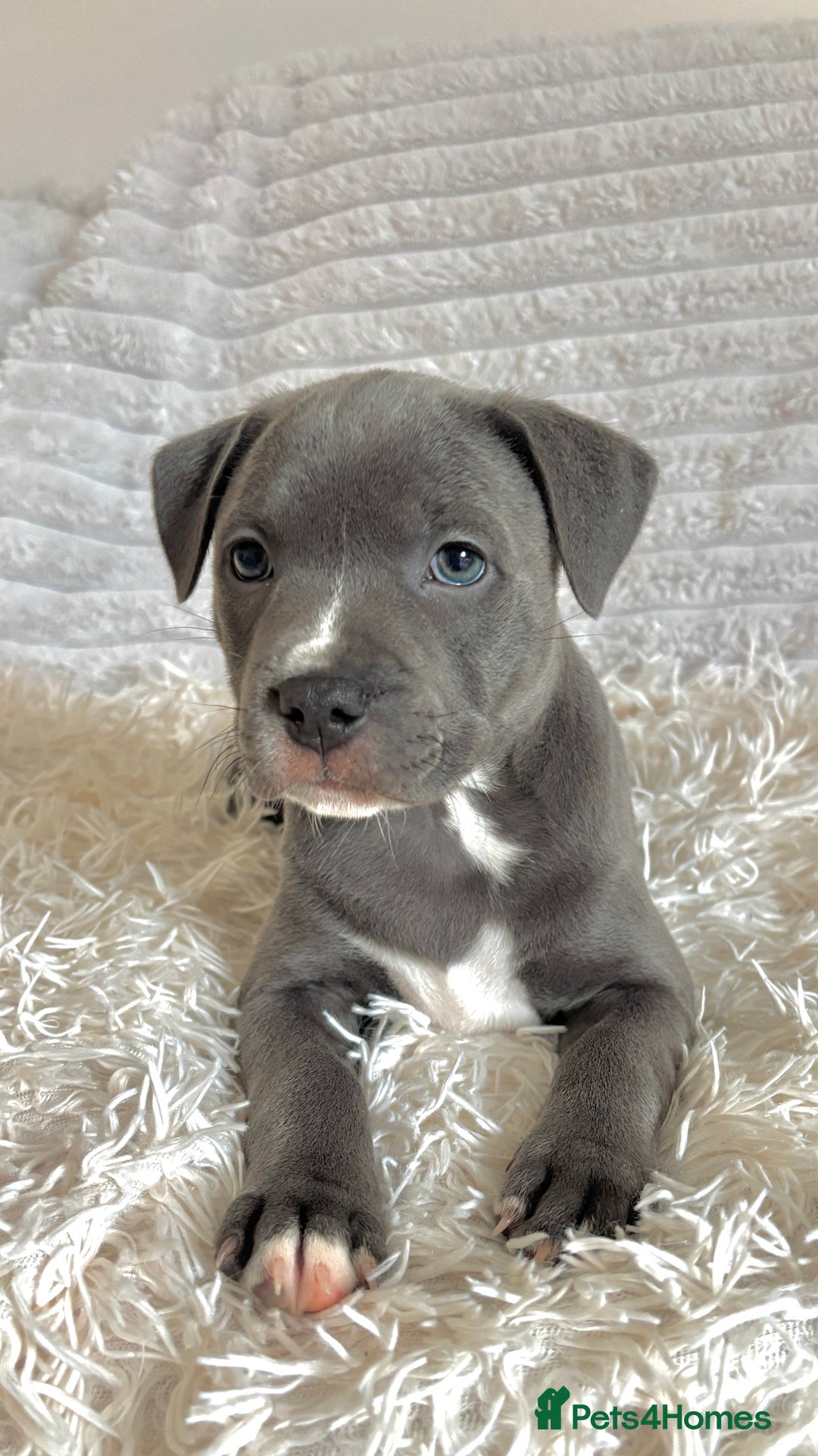 Staffordshire Bull Terrier dogs for sale: 🩵🌸Stunning Staffordshire Bull Terrier female🌸🩵 - Image 3