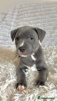 Staffordshire Bull Terrier dogs - Advert 3