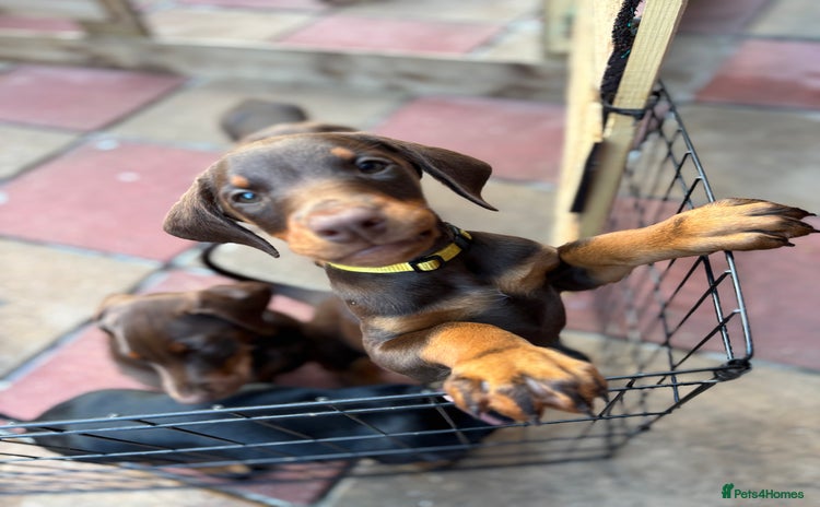 Dobermann dogs - Advert 2