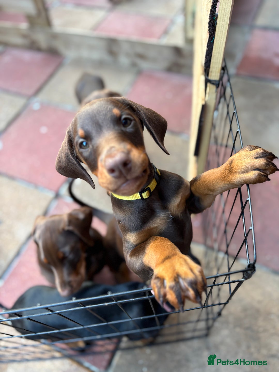 Dobermann dogs for sale: Doberman Puppies For Sale  - Image 2