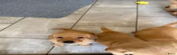 Goldador dogs for sale: GORGEOUS GOLDADORS  - Advert 4