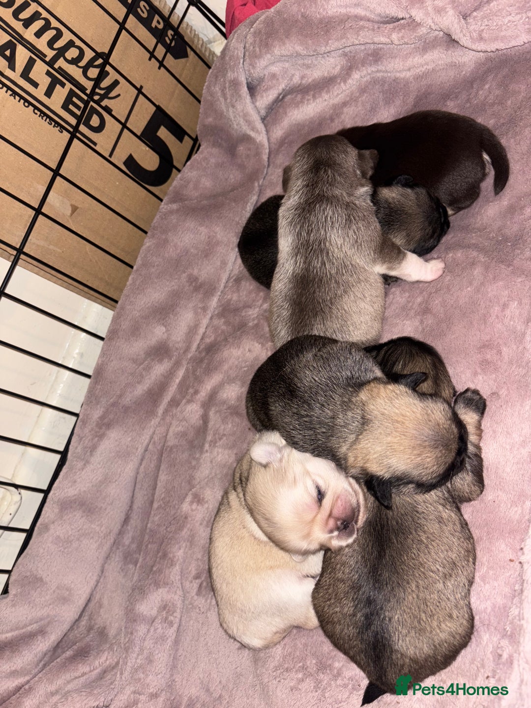 Pug dogs for sale: Beautiful kc registered Pug puppies - Image 4