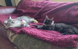 Maine Coon cats for sale: TICA reg black smoke female ready now - Image 7