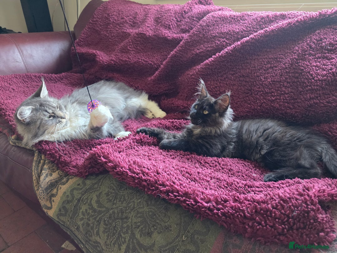Maine Coon cats for sale: TICA reg black smoke female ready now - Image 7