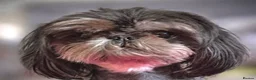 Shih Tzu dogs for stud: Proven KC Dobie Imperial Shih Tzu 👑 - Advert 1