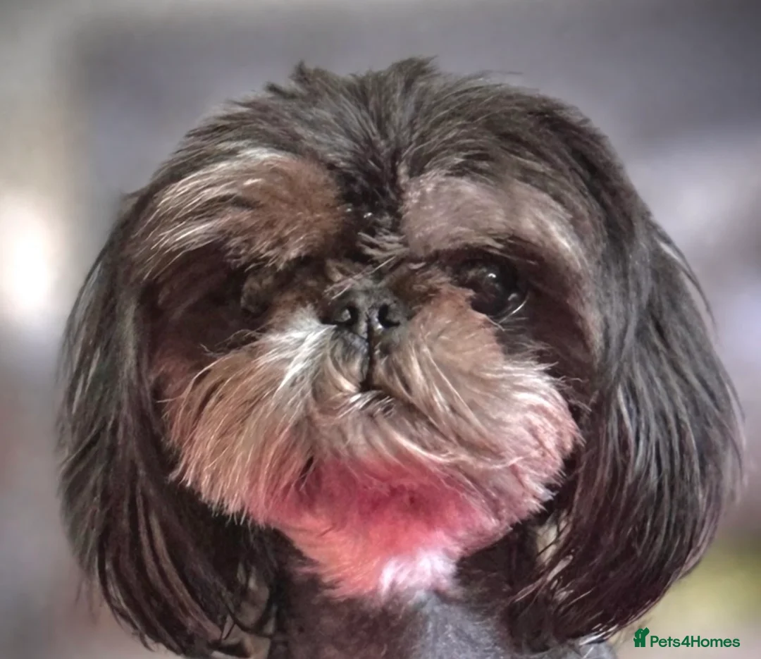 Shih Tzu dogs for stud: Proven KC Dobie Imperial Shih Tzu 👑 - Advert 1