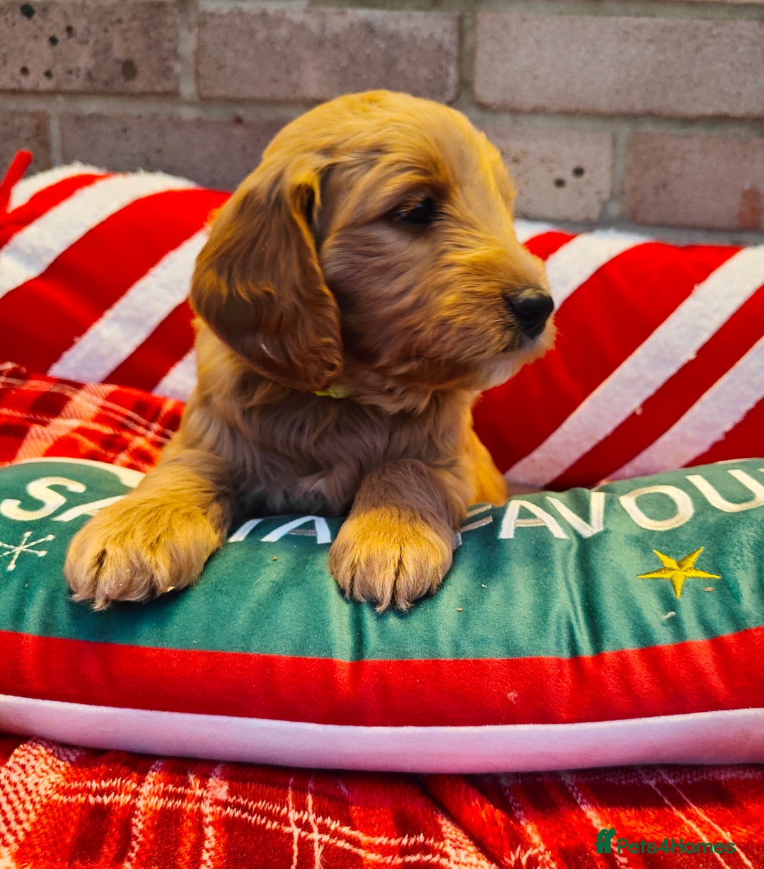 Mini Goldendoodle dogs for sale: *REDUCED* Adorable Red & Apricot Goldendoodles - Advert 17