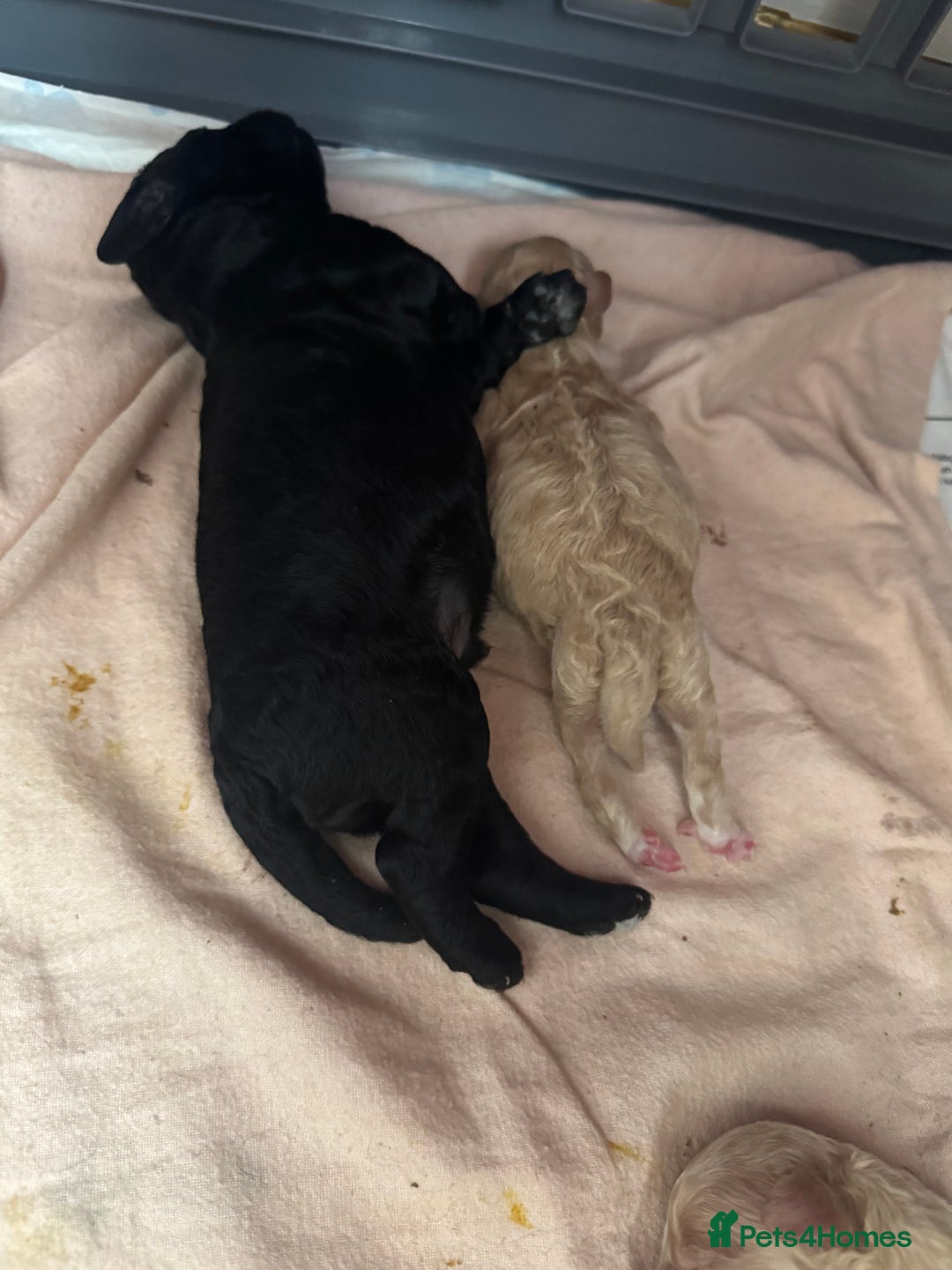 Mixed Breed dogs for sale: Beautiful Cockapoo puppies  - Image 9