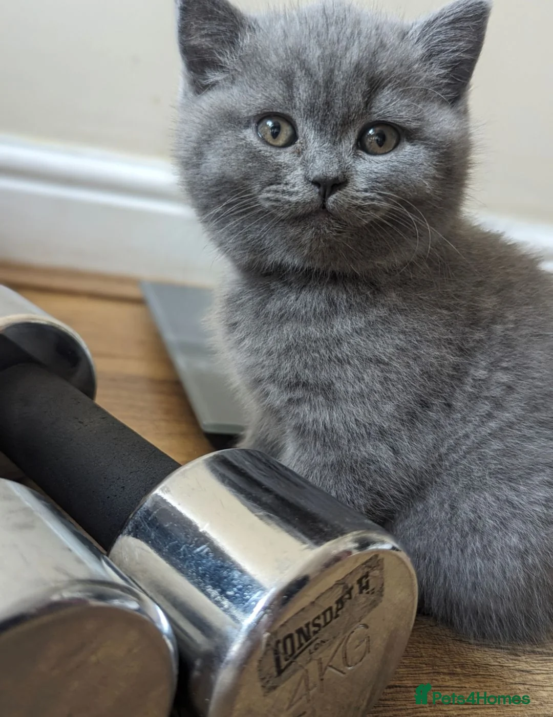 British Shorthair cats for sale: 8 weeks boy and girl - Dad 5 times champion 🏆 - Advert 2