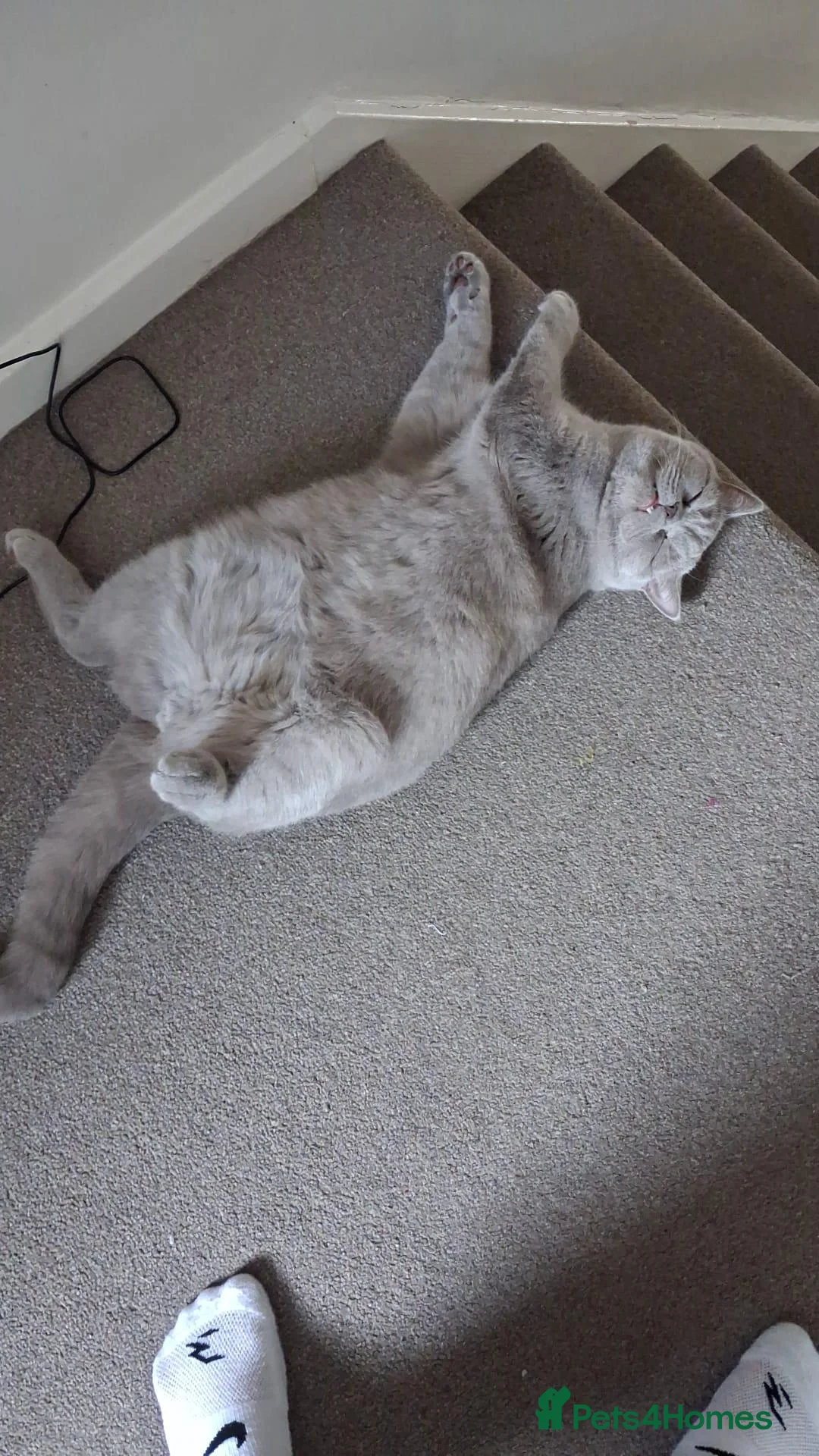 British Shorthair cats for sale: British shorthair cream - Advert 2