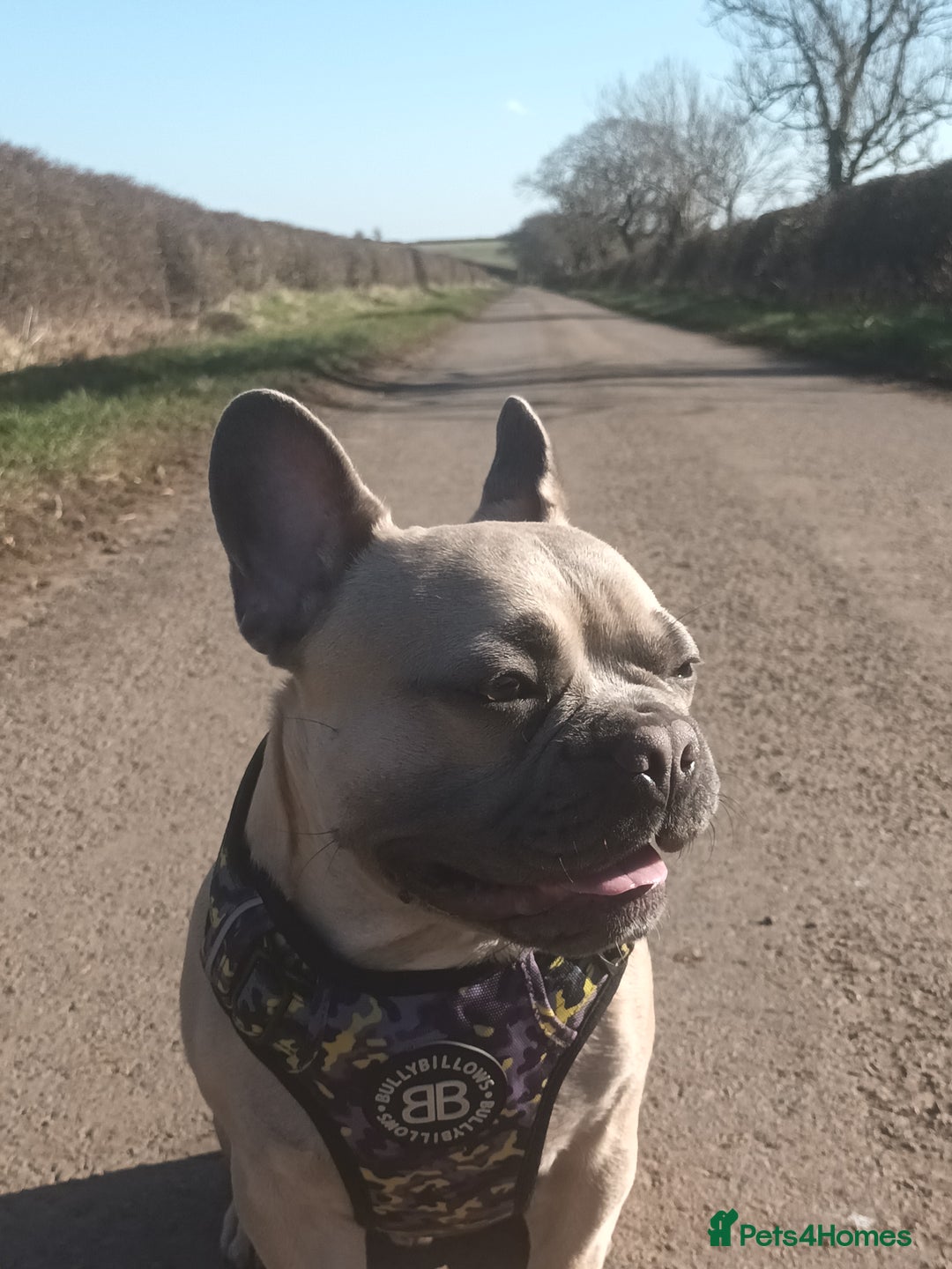 French Bulldog dogs for stud: Bruno - Advert 6