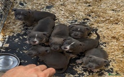 Staffordshire Bull Terrier dogs for sale: Stunning litter of Staffs - Image 2