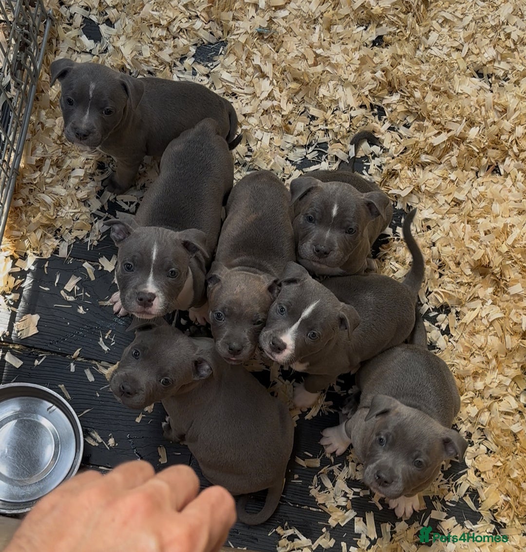 Staffordshire Bull Terrier dogs for sale: Stunning litter of Staffs - Image 2