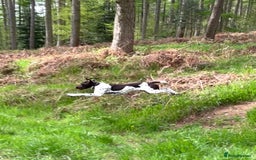German Shorthaired Pointer dogs for stud: KC registered German Shorthaired Pointer for stud in Carlisle - Image 2