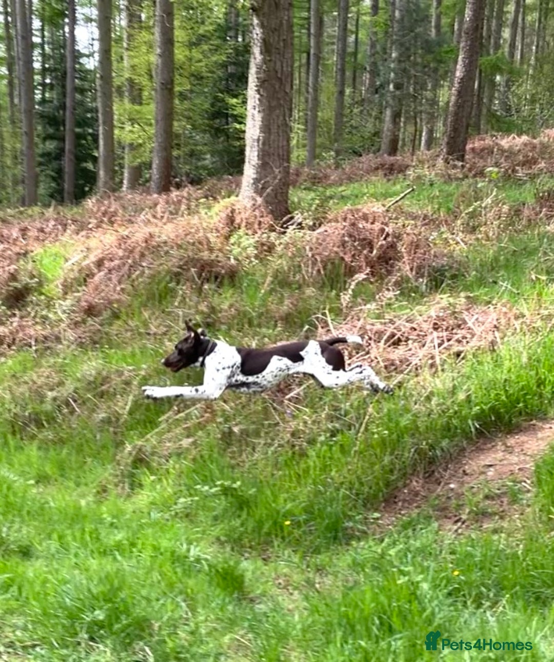 German Shorthaired Pointer dogs for stud: KC registered German Shorthaired Pointer for stud in Carlisle - Image 2